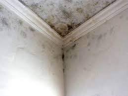 Best Air Quality Testing for Mold Spores in Canal Winchester, OH